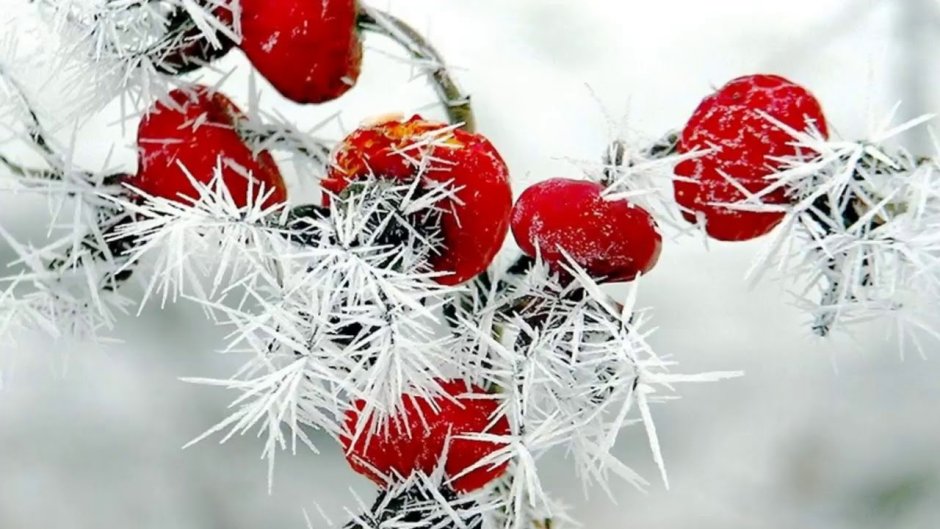 Зимние красные ягоды