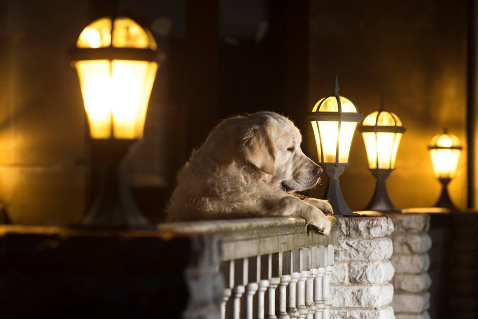 Собака с фонарем