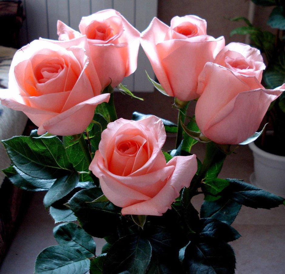 Красивые цветы для любимой женщины