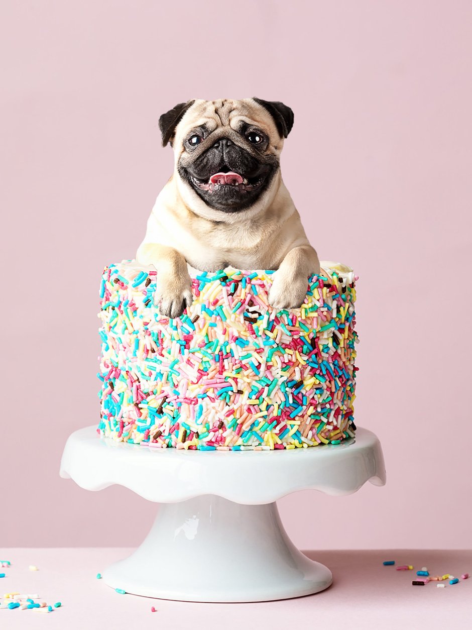 Торт с мопсом на день рождения