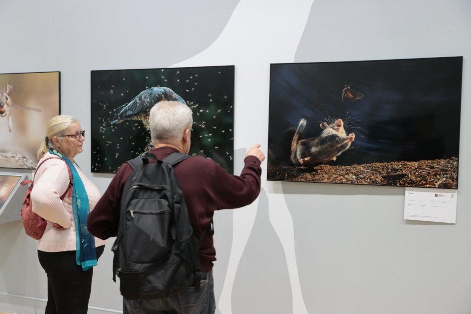 Выставка Золотая черепаха в Москве