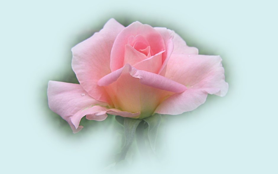 Одна розовая роза открытка