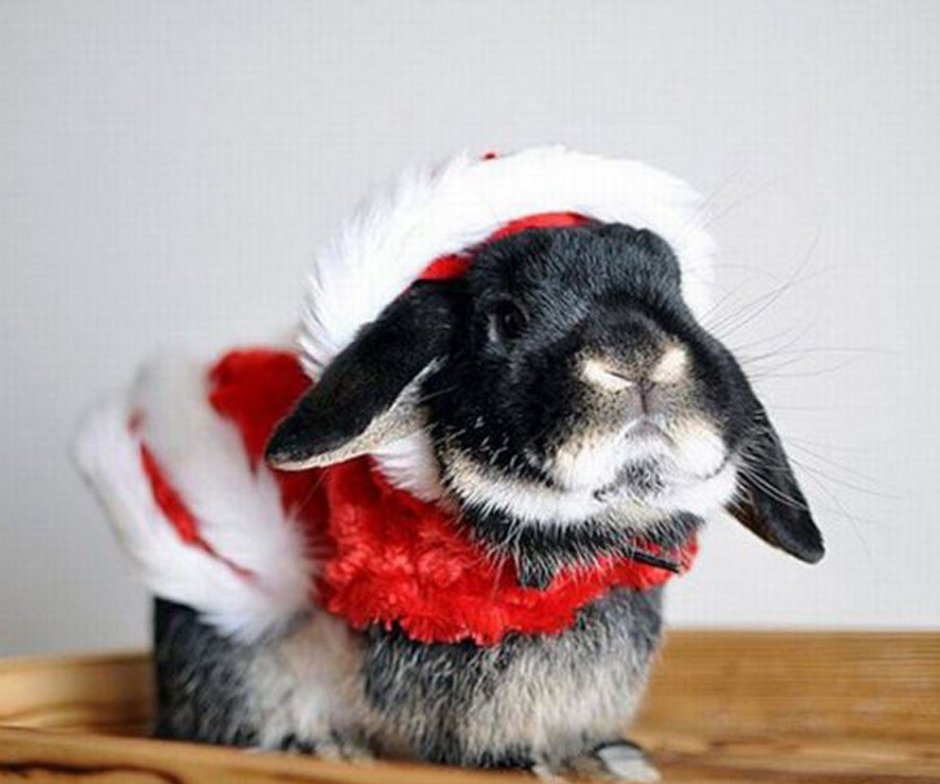 Прикольный новогодний кролик