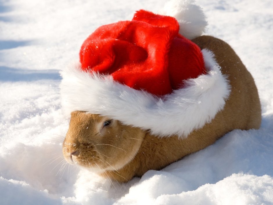 Кролик в новогодней шапке
