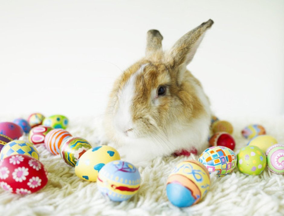 Easter Bunny — Пасхальный кролик