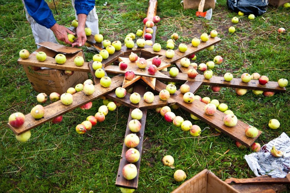 День яблока в детском саду