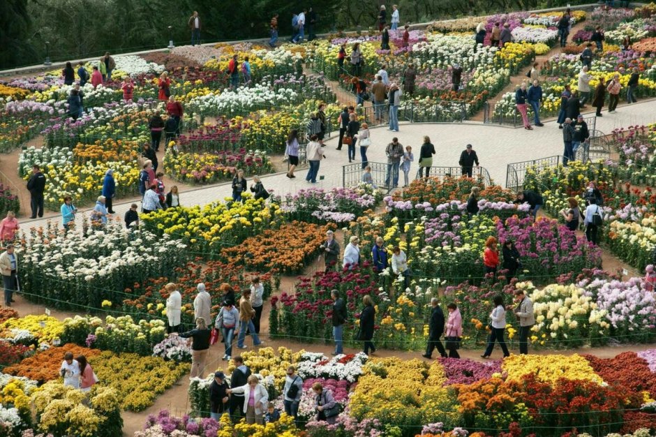Крым Никитский Ботанический сад бал хризантем