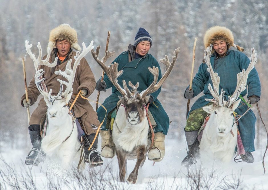 Эвенки оленеводство