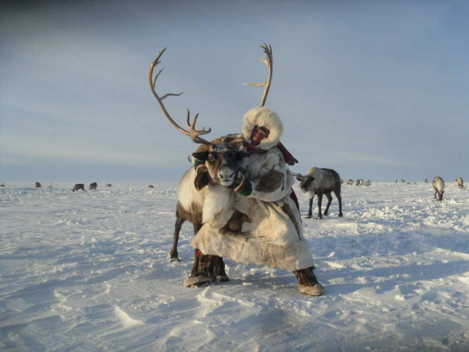 Ненцы оленеводство