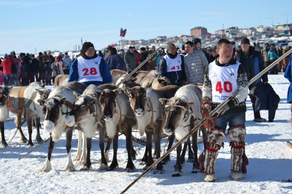 День оленевода Салехард 2018