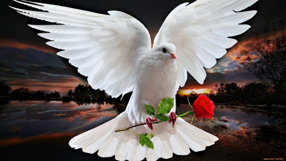 Белый голубь с цветком в клюве