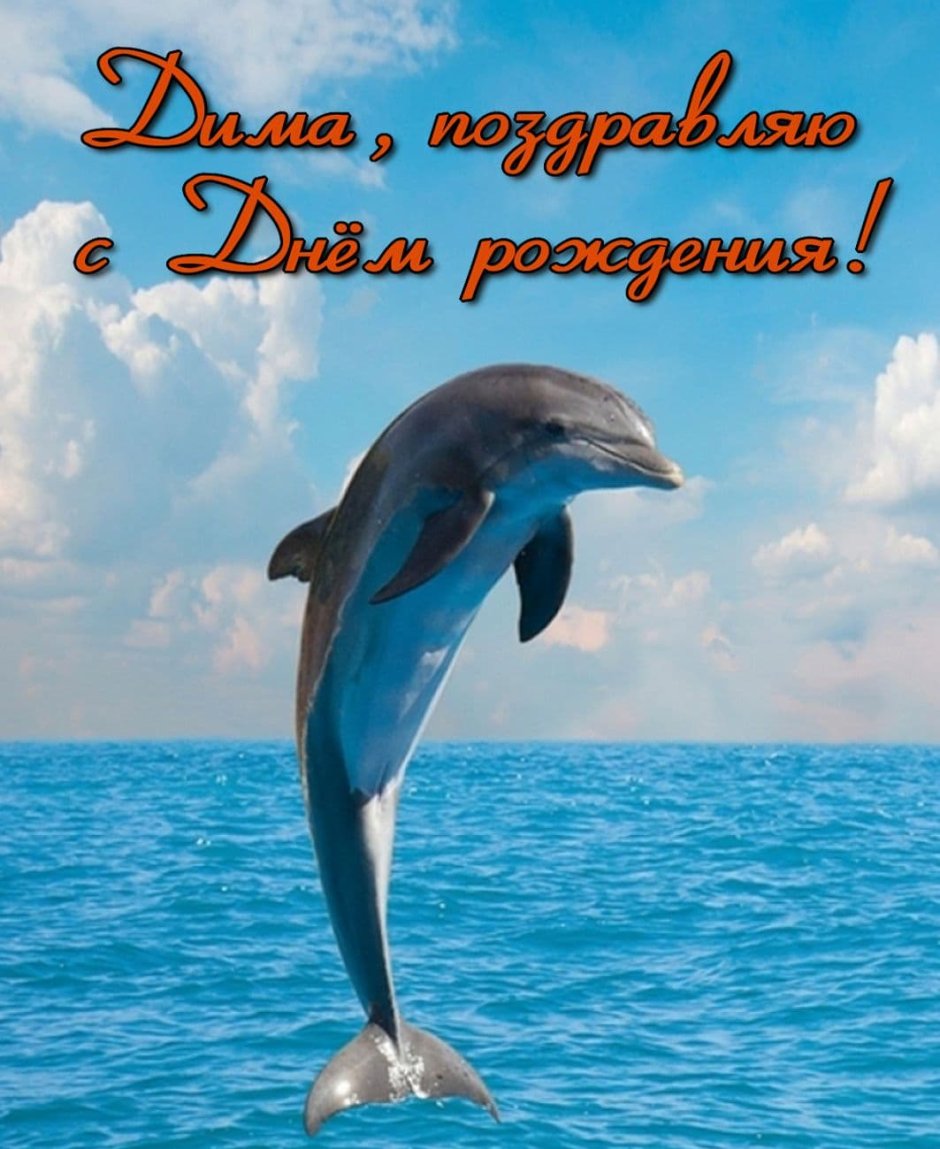 Дельфины поздравляют с днем рождения