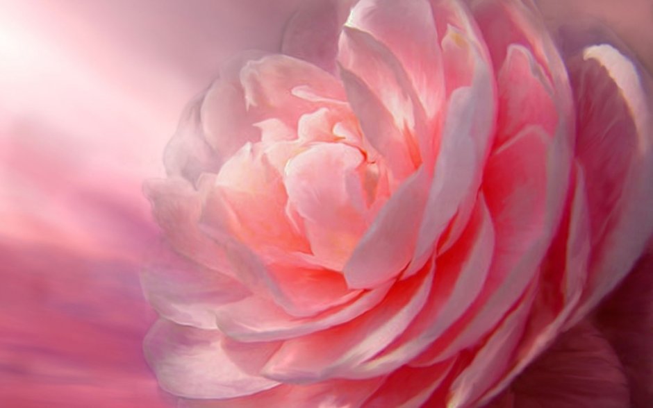 Розовый цветок на свету