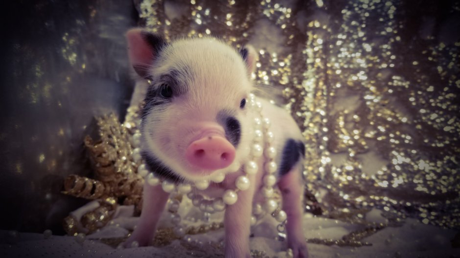 Японские новогодние открытки год свиньи