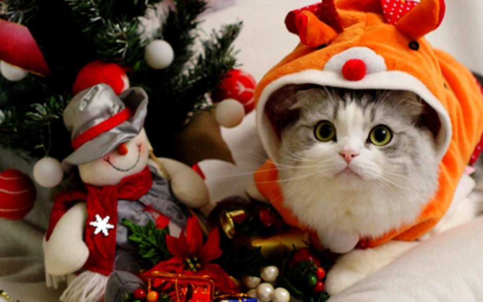 Котики в новогодней тематике