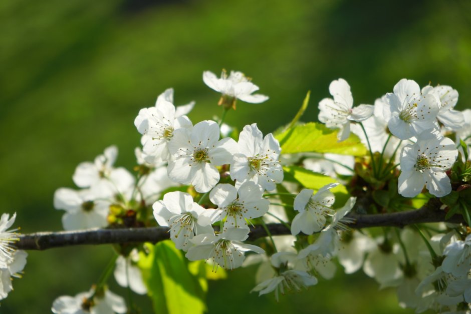 Prunus avium Blossom