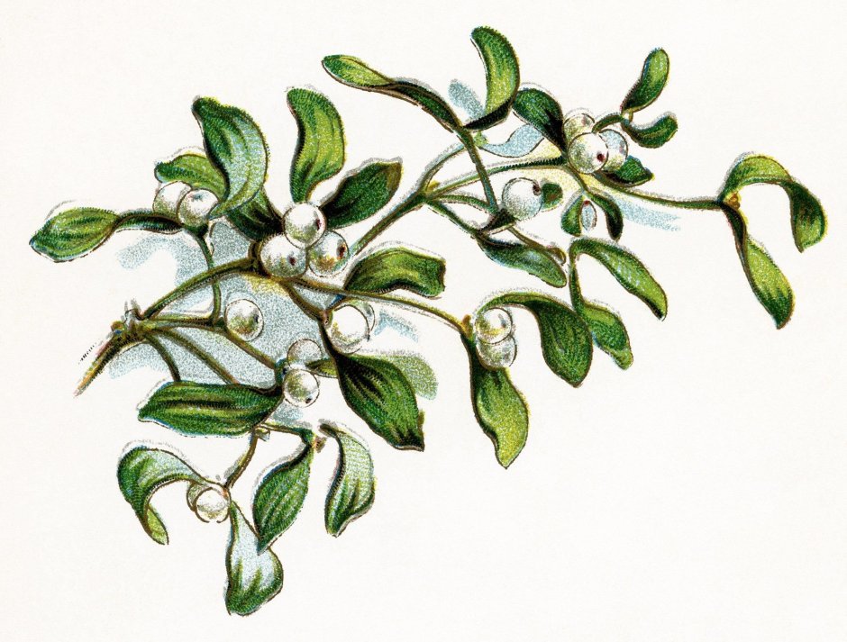 Омела белая Ботаническая иллюстрация