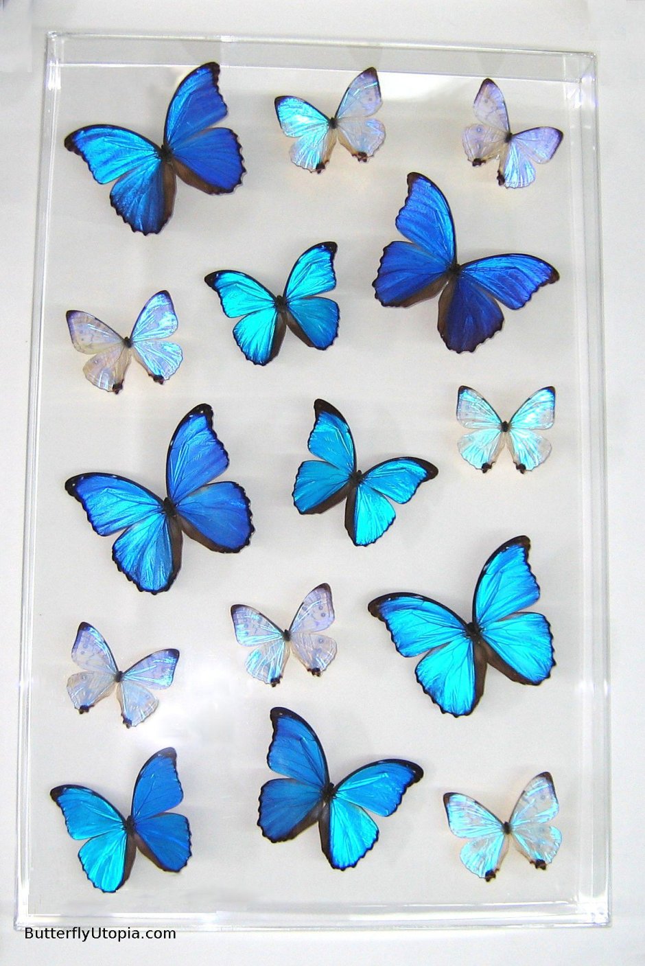 Blue Morpho бабочка