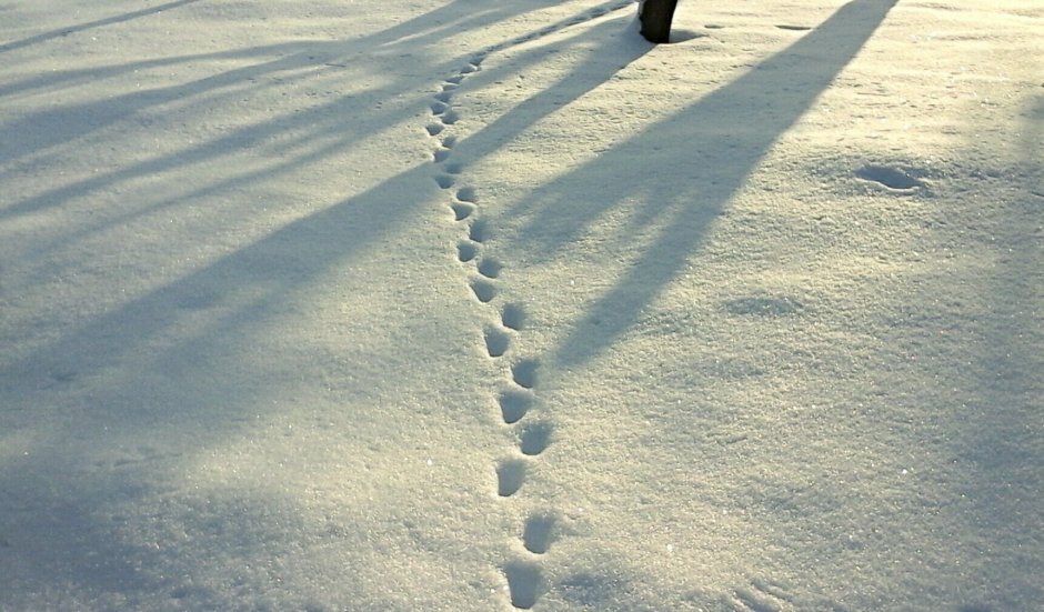 Следы животных на снегу