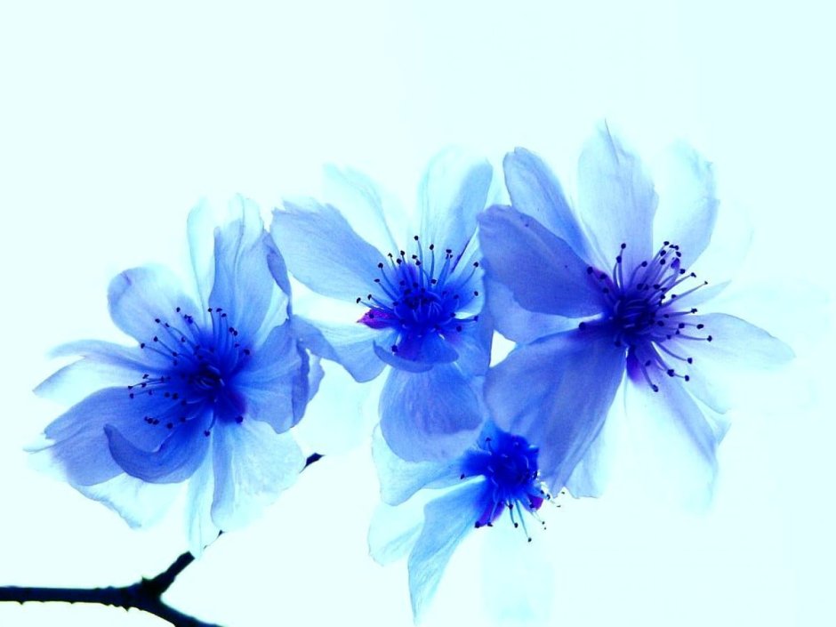 Голубые цветы на Светлом фоне
