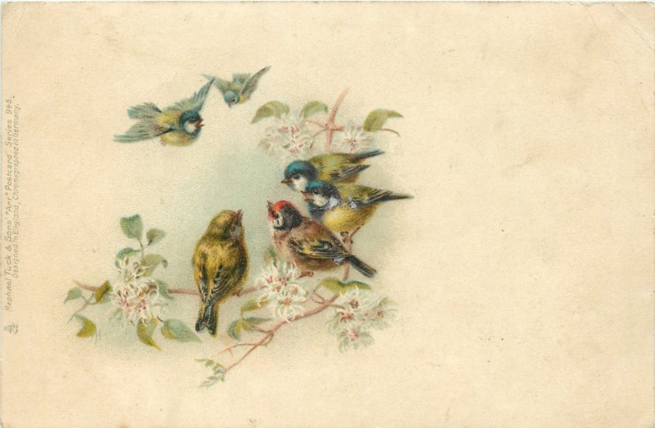 Старинные иллюстрации птиц