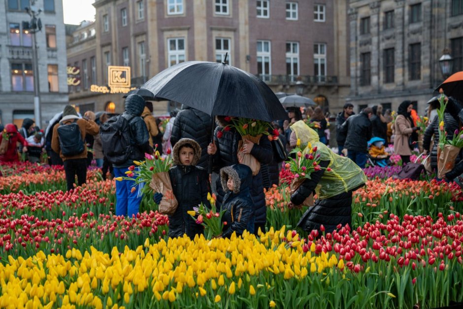 Амстердам тюльпаны фестиваль 2020