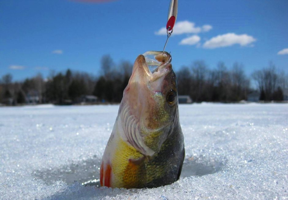 Зимняя рыбалка рыба