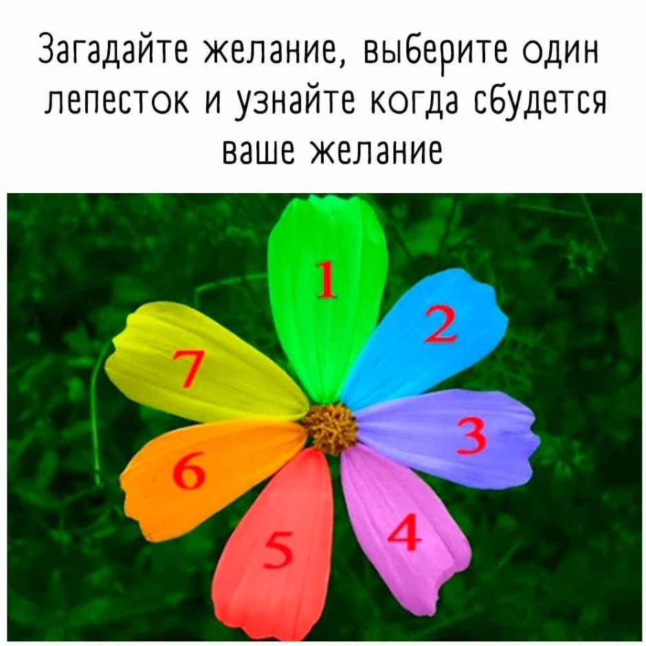 Мультфильм Цветик семицветик 1956