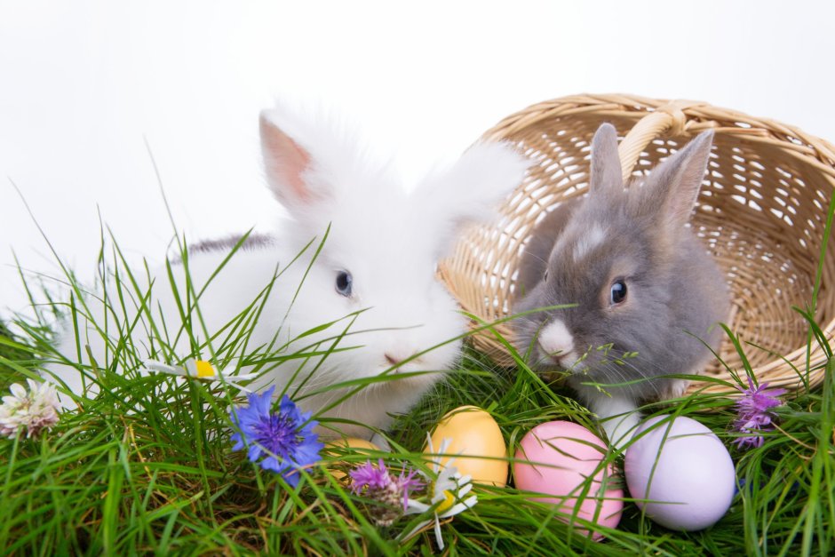 Пасхальный кролик с яйцами