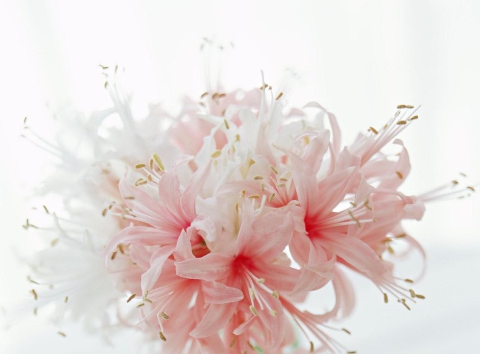 Нежные бело-розовые цветы