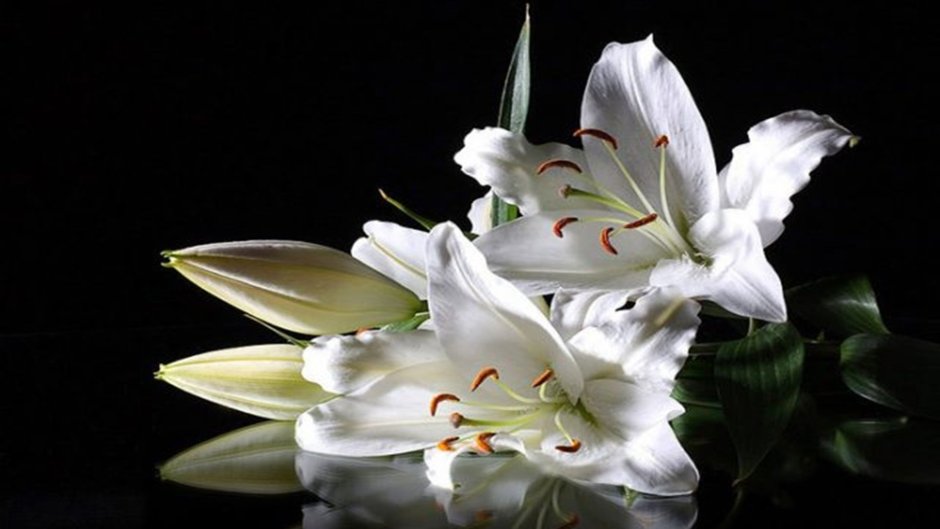 Белые лилии для любимой