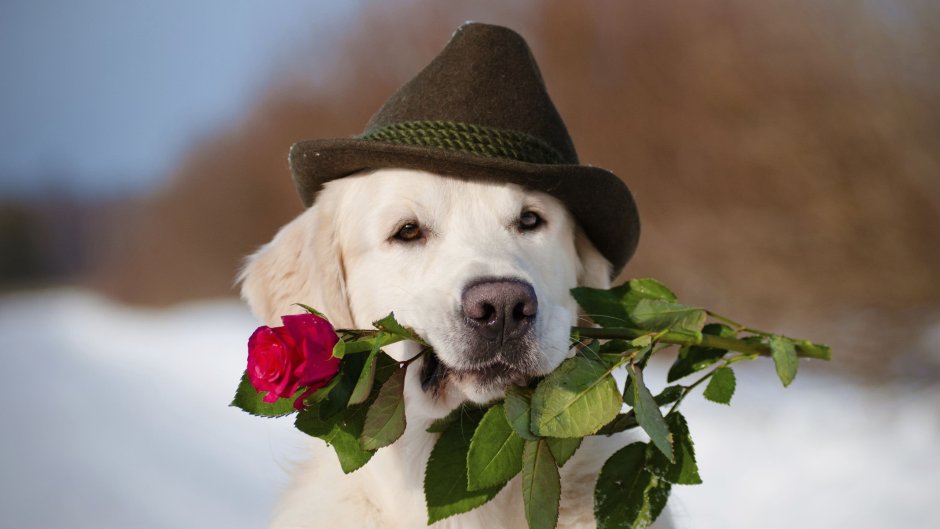 Поздравительные открытки с собаками