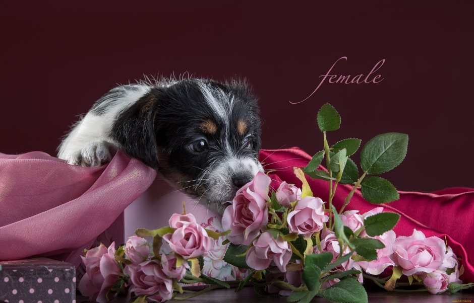 Красивые открытки с собачками и цветами