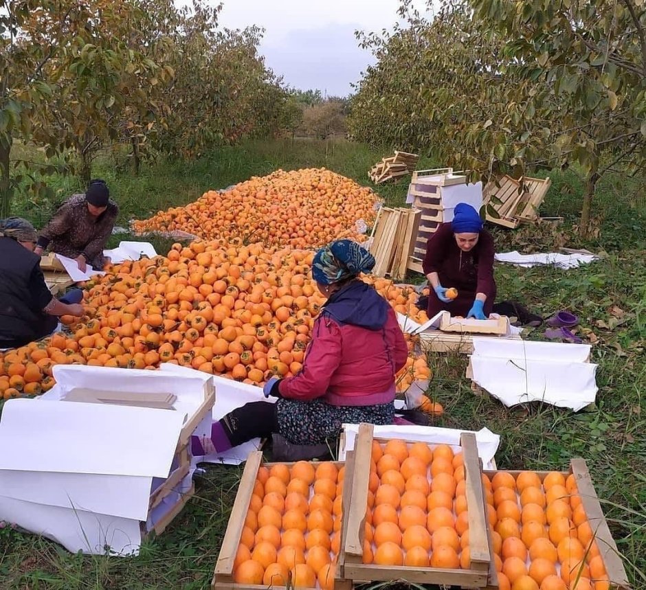 Уварова праздник урожая для детей