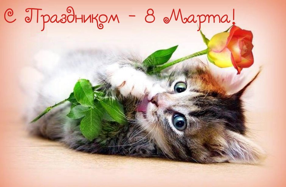 С 8 марта котенок