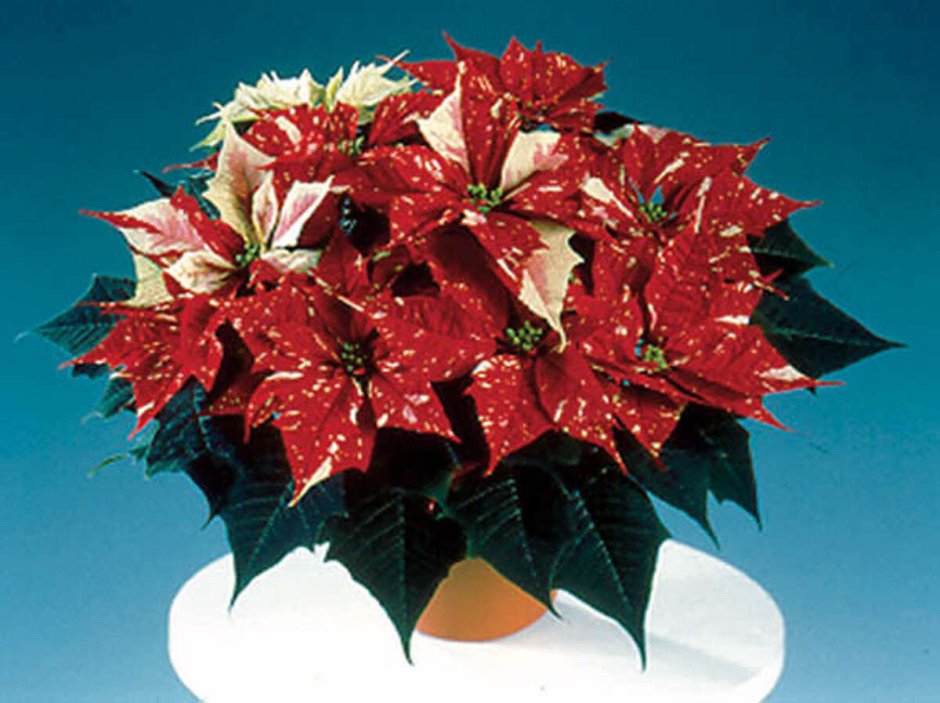Цветок Рождественская звезда пуансеттия