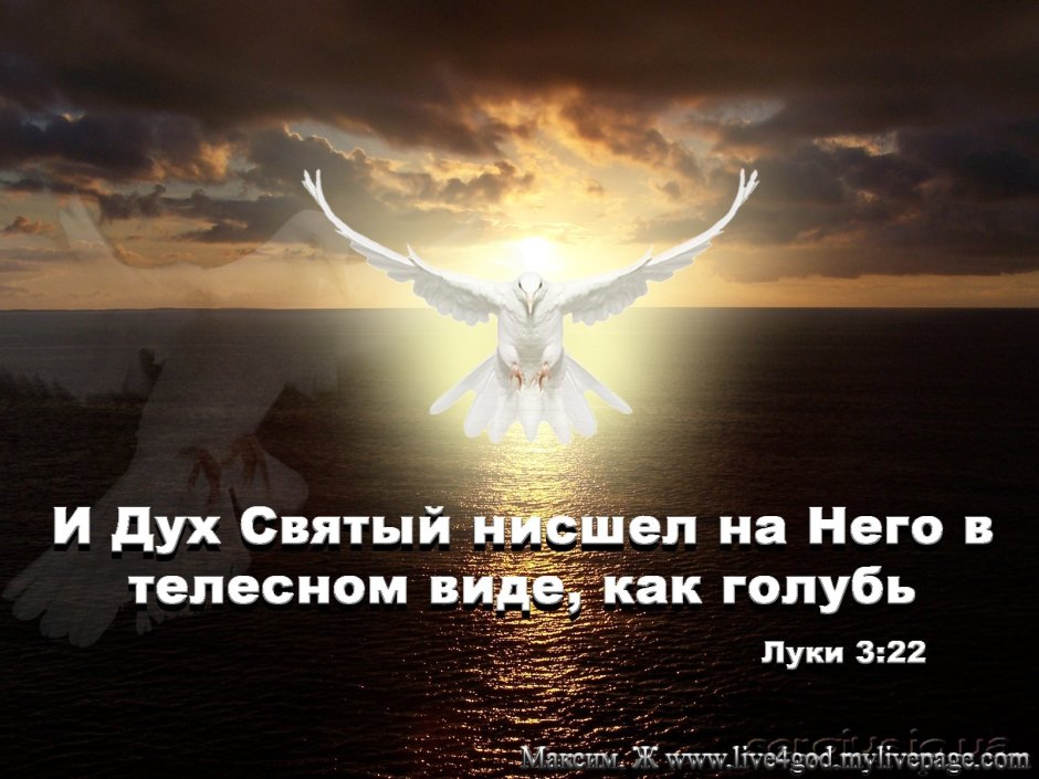 Белый голубь символ Святого духа