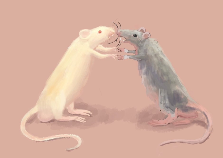 Смешные валентинки с крысами