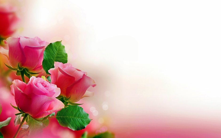Розовые розы фон для открытки