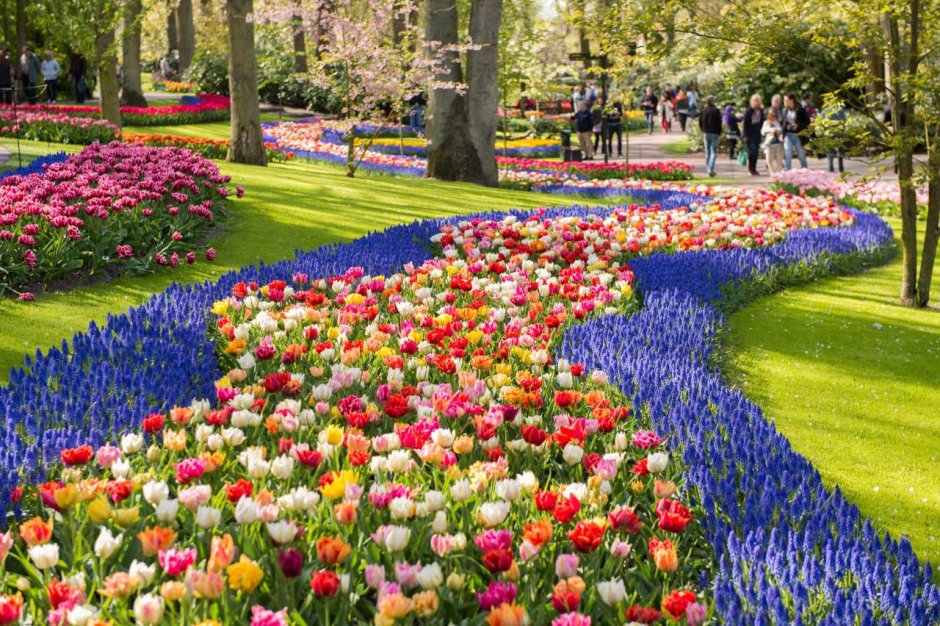 Парк цветов Кейкенхоф Нидерланды