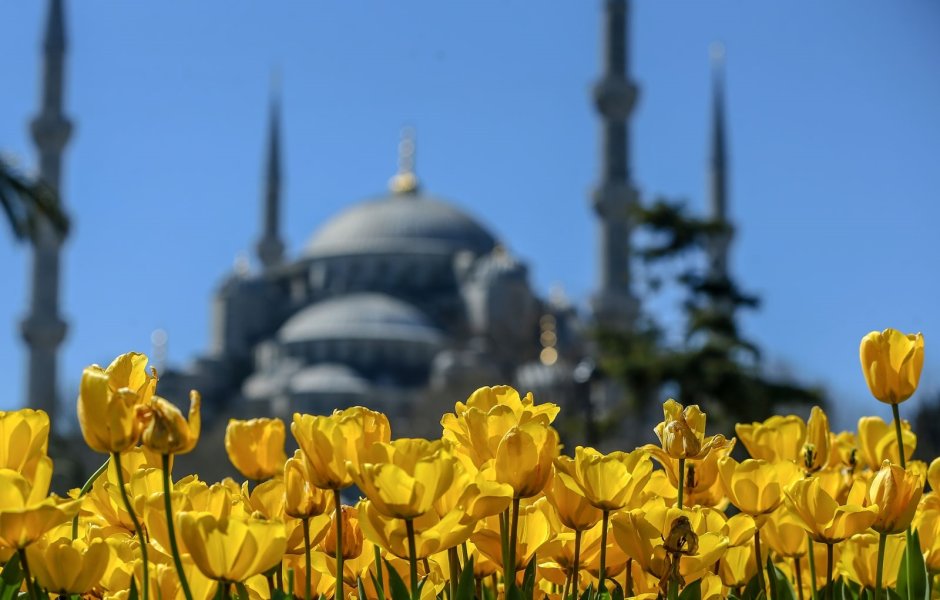 Фестиваль тюльпанов Стамбул Айя София