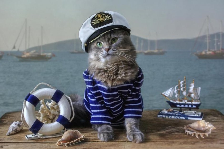 Кот моряк