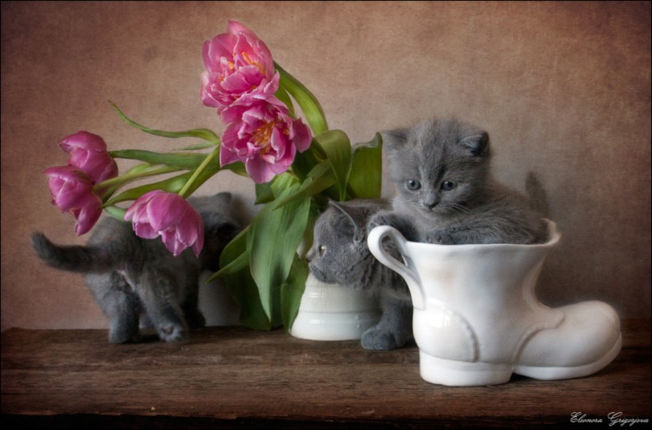 Кошка с цветами в вазе