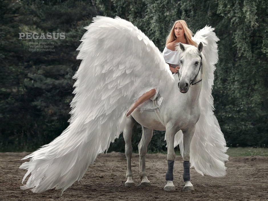 Белая лошадь с крыльями