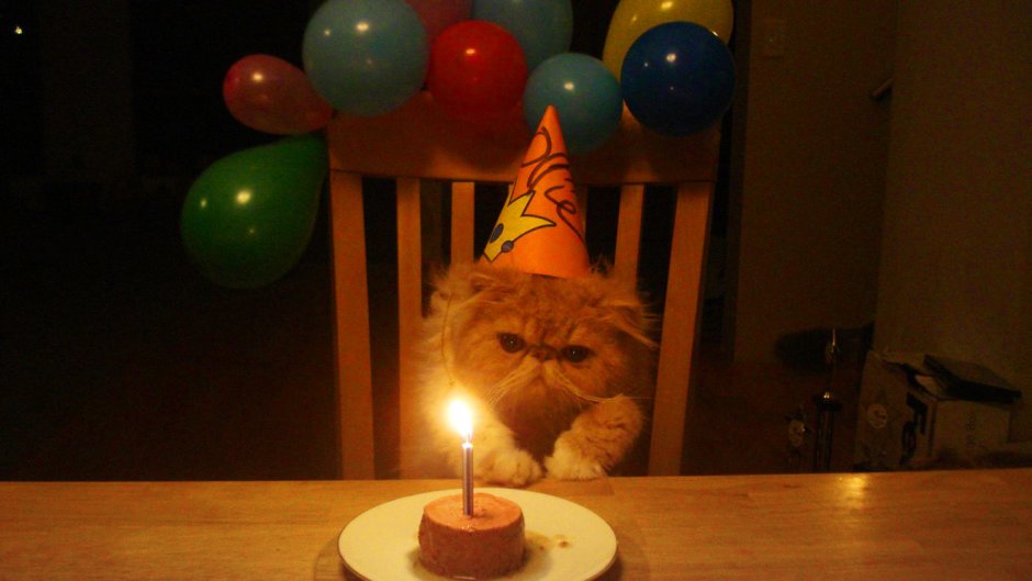 Кот в колпаке день рождения