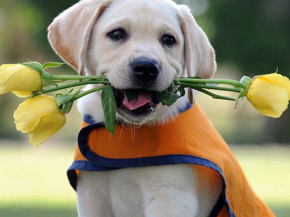 Собака с цветами