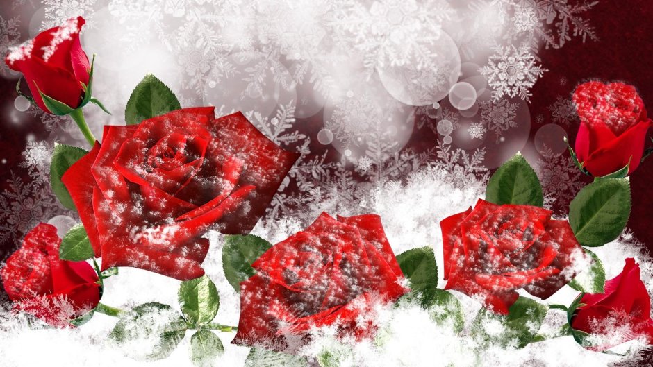 Открытки розы на снегу