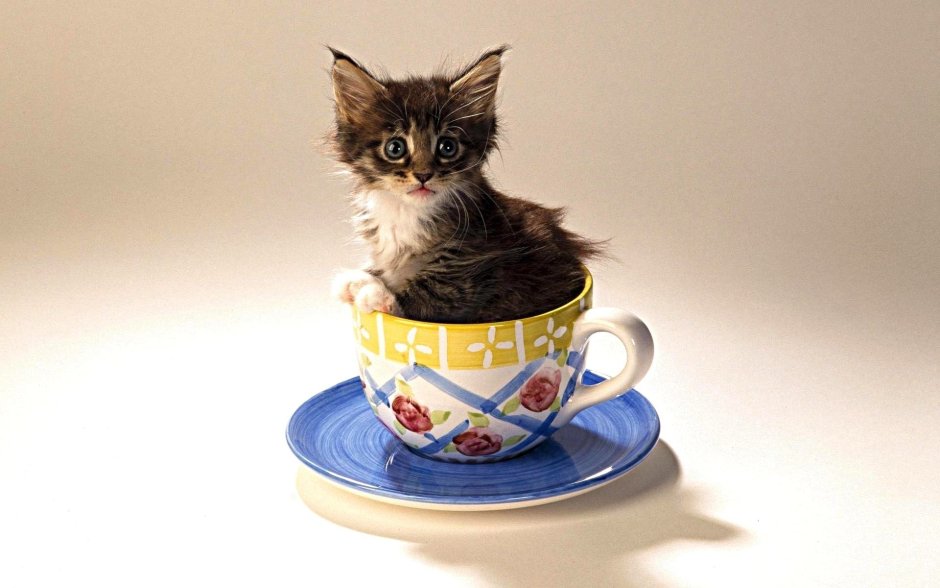 Милые котята в чашке