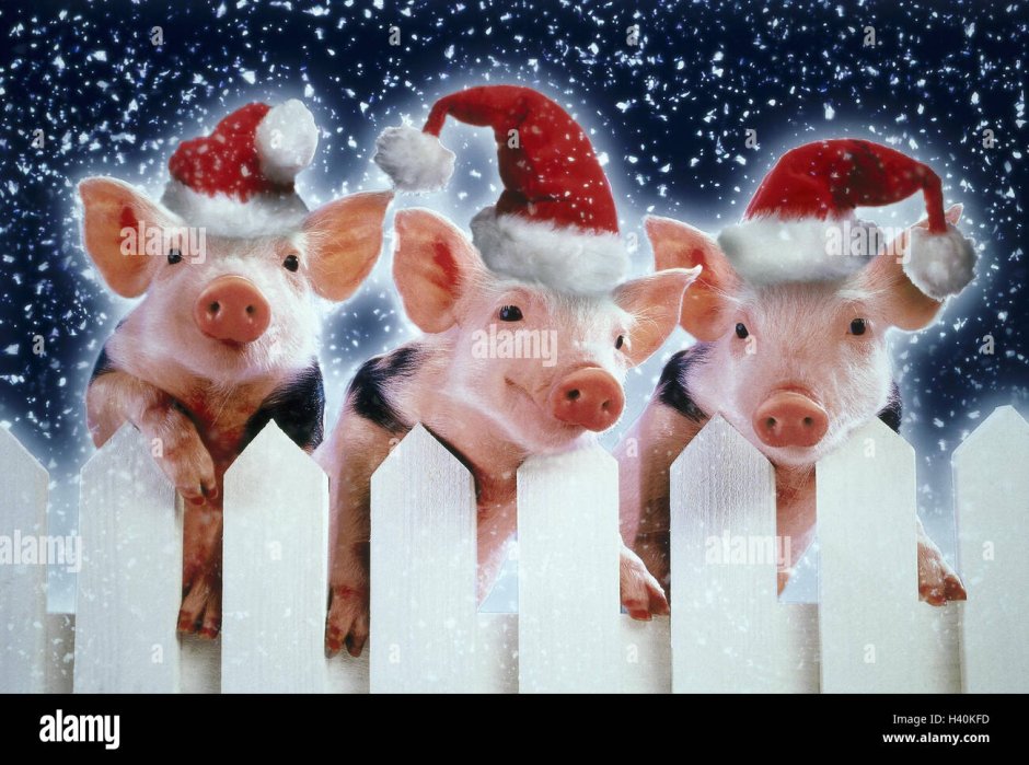 Новогодняя свинья картинки