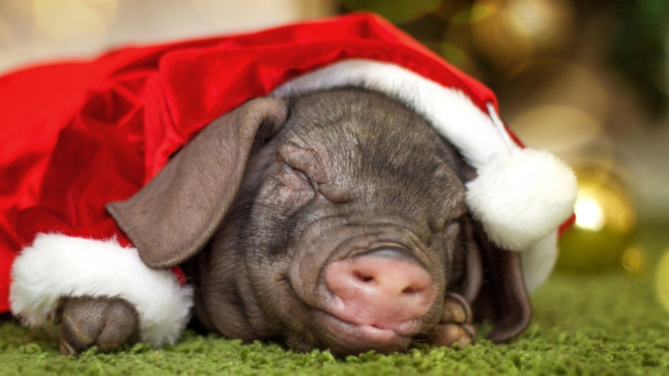 Санта Клаус свинья